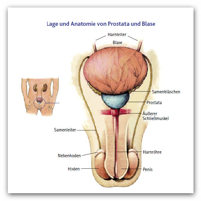 prostata anatomie lage)