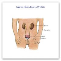 1 Lage Prostata Nieren Blase