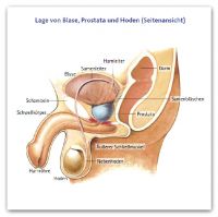 3 Lage Prostata Seitenansicht